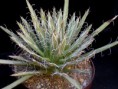 /album/fotogaleria-rod-agave/agave-schidigera-v-minima-jm-236-yecora-sonora-jpg/
